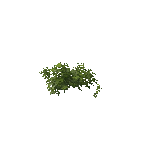 Plant 50_LOD_0